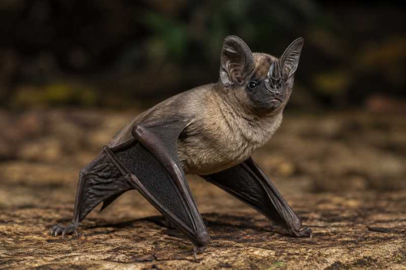 Image of a African Trident Bat in its natural habitat