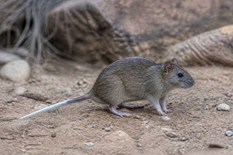 Image of a African White-tailed Rat in its natural habitat