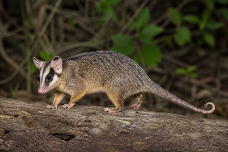 Image of a Agile Opossum in its natural habitat