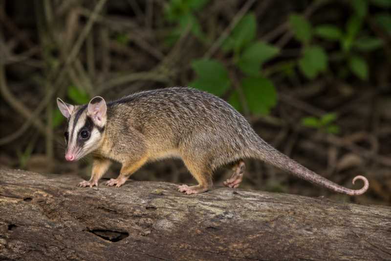 Image of a Agile Opossum in its natural habitat