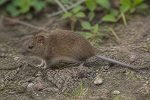 Image of a Akroa Rice Rat in its natural habitat