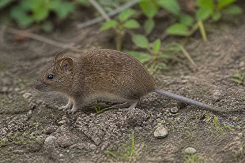 Image of a Akroa Rice Rat in its natural habitat