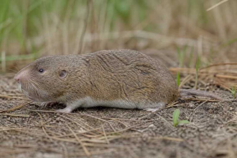 Image of a Alabama Pocket Gopher in its natural habitat