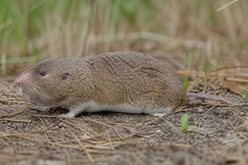 Image of a Alabama Pocket Gopher in its natural habitat