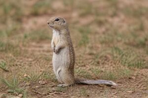 Image of a Alashan Ground Squirrel in its natural habitat