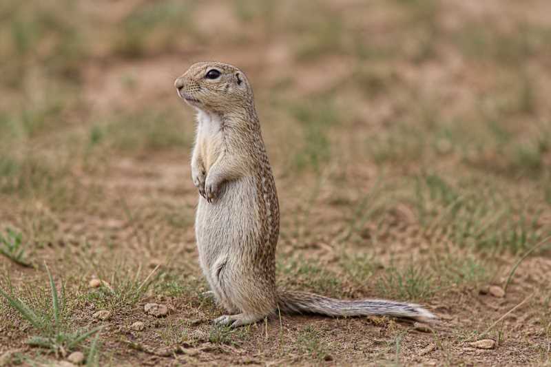 Image of a Alashan Ground Squirrel in its natural habitat