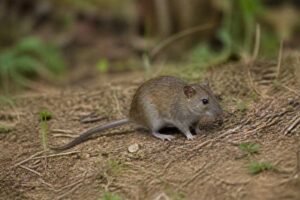 Image of a Alfaro's Rice Rat in its natural habitat