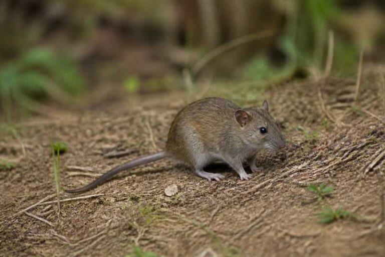 Image of a Alfaro's Rice Rat in its natural habitat