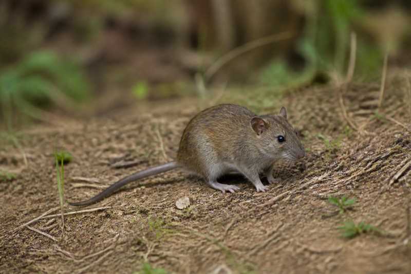 Image of a Alfaro's Rice Rat in its natural habitat