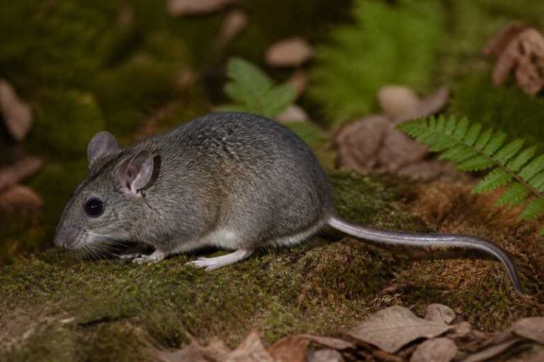 Image of a Allegheny Woodrat in its natural habitat