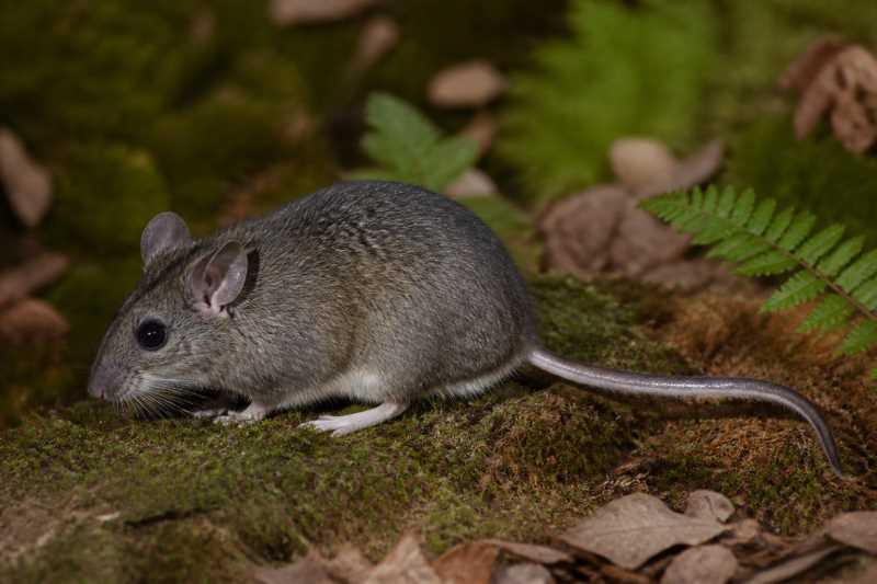 Image of a Allegheny Woodrat in its natural habitat