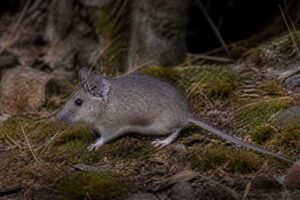 Image of a Allen's Woodrat in its natural habitat