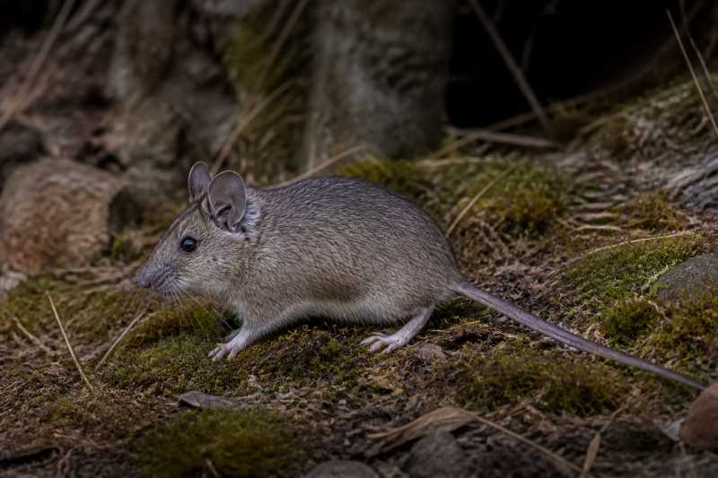 Image of a Allen's Woodrat in its natural habitat