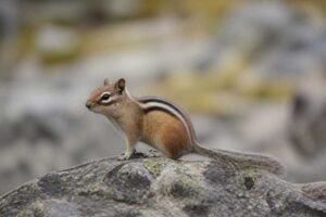 Image of a Alpine Chipmunk in its natural habitat