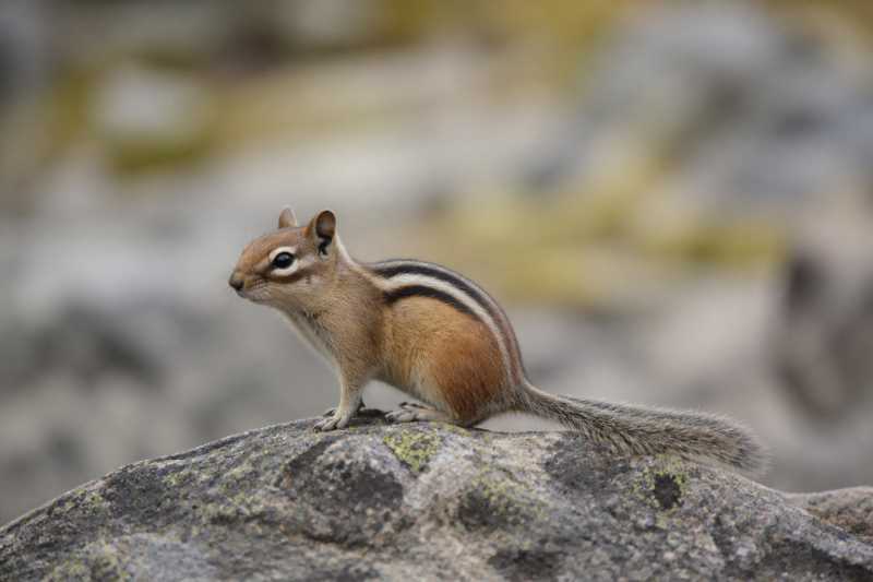 Image of a Alpine Chipmunk in its natural habitat
