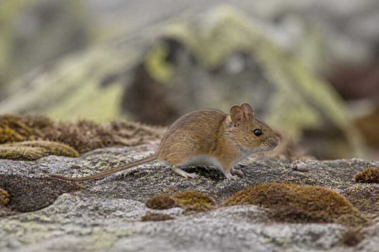 Image of a Alpine Field Mouse in its natural habitat