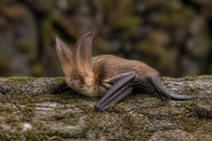 Image of a Alpine Long-eared Bat in its natural habitat