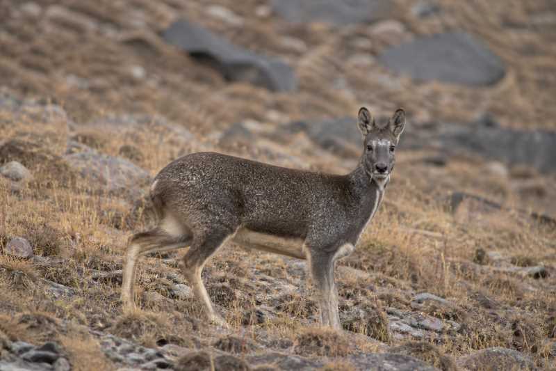 Image of a Alpine Musk-deer in its natural habitat