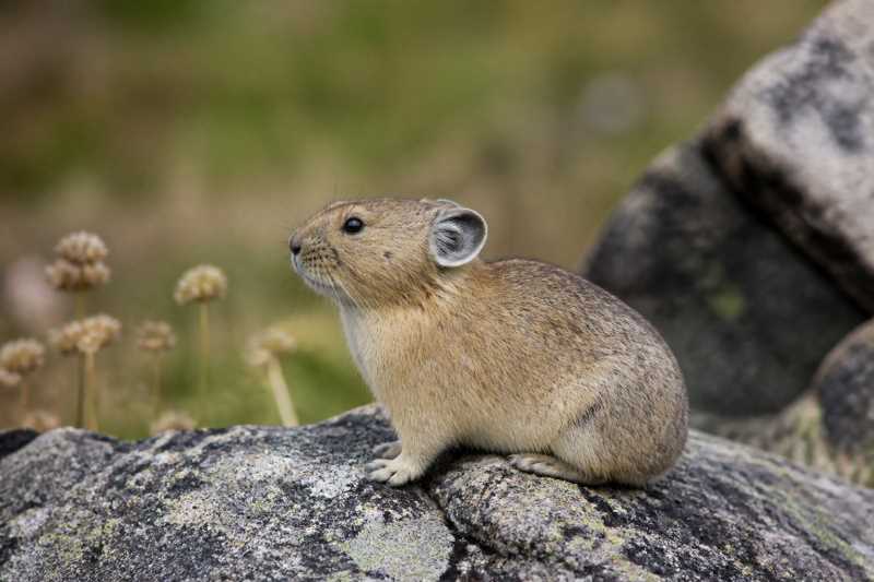 Image of a Alpine Pika in its natural habitat