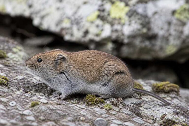 Image of a Alpine Vole in its natural habitat