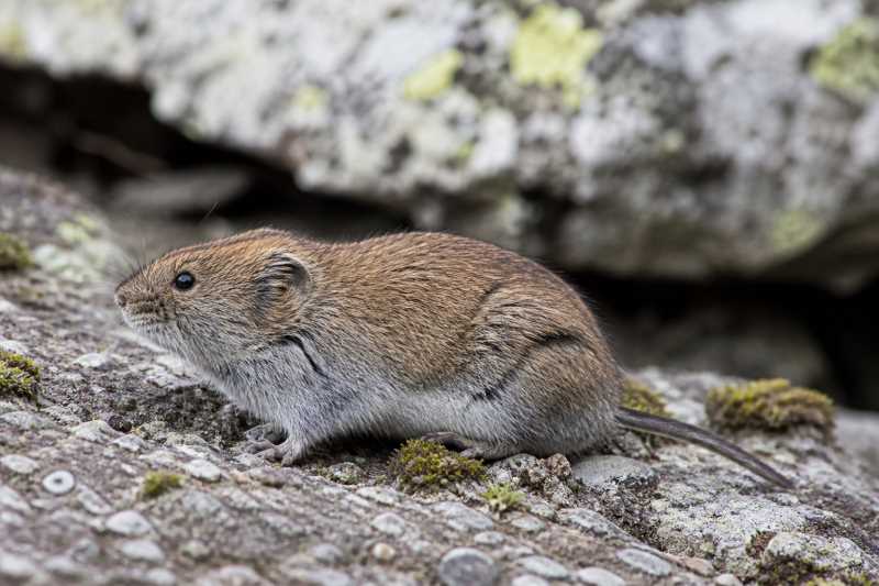 Image of a Alpine Vole in its natural habitat