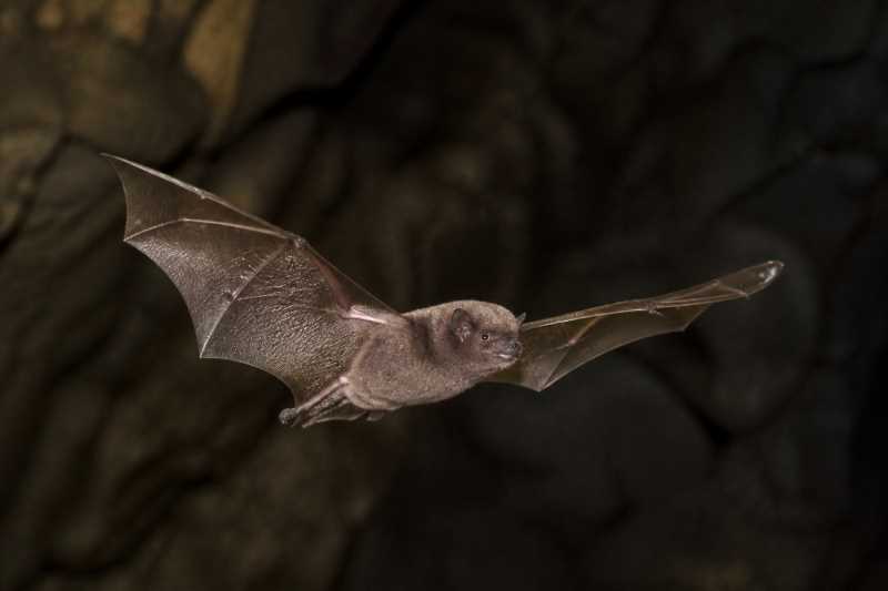 Image of a Alvarez's Mastiff Bat in its natural habitat