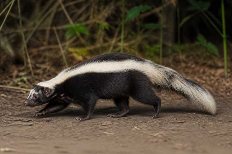 Image of a Amazon Hog-nosed Skunk in its natural habitat