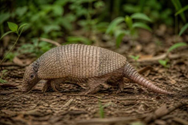 Image of a Amazon Naked-tailed Armadillo in its natural habitat
