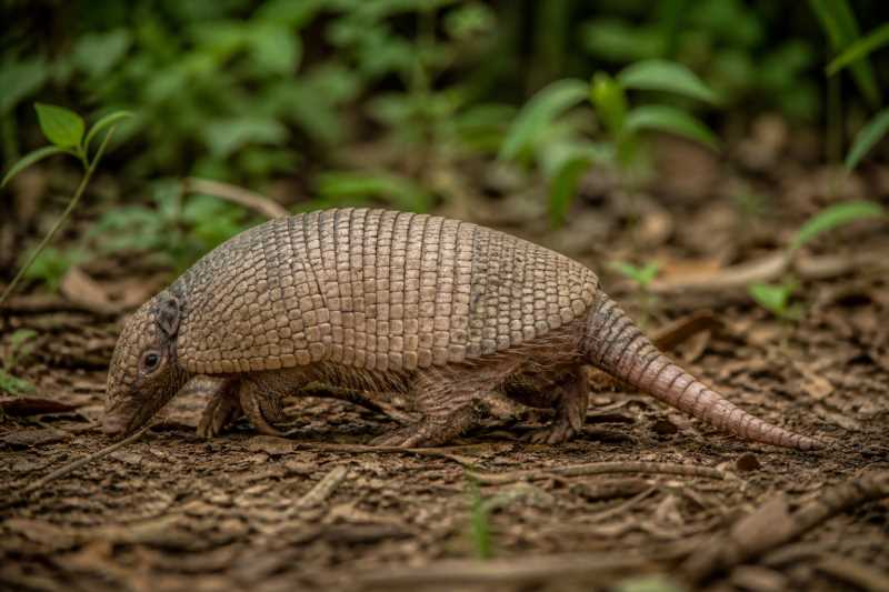 Image of a Amazon Naked-tailed Armadillo in its natural habitat