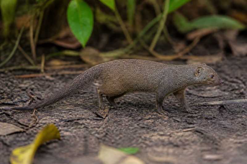 Image of a Amazonian Hocicudo in its natural habitat
