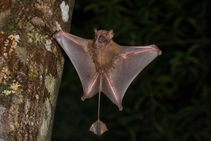 Image of a Amazonian Sac-winged Bat in its natural habitat