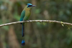 Image of a Amazonian Motmot in its natural habitat