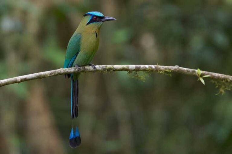 Image of a Amazonian Motmot in its natural habitat