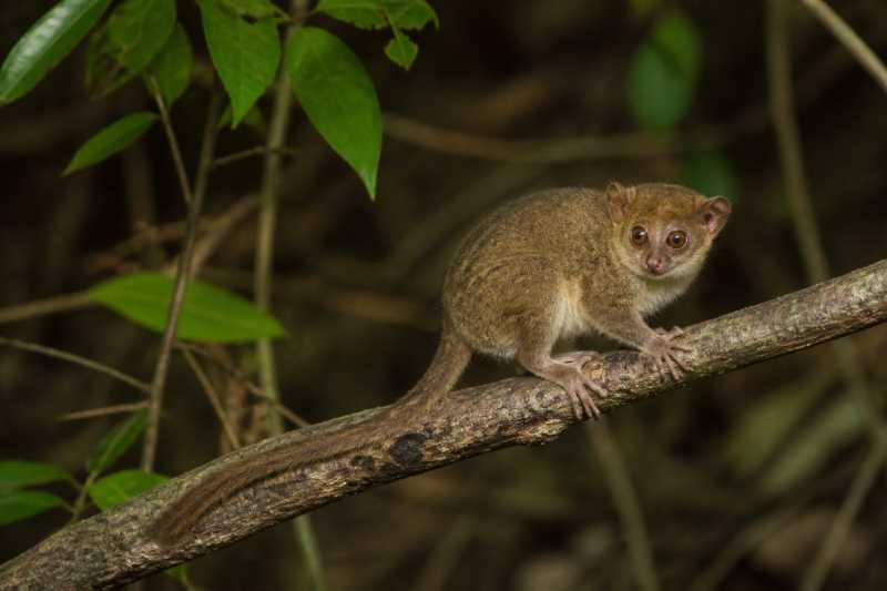 Image of a Ambarijeby Mouse Lemur in its natural habitat