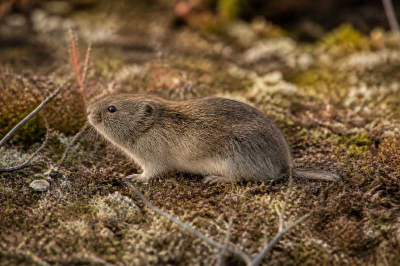 Image of a Amur Brown Lemming in its natural habitat