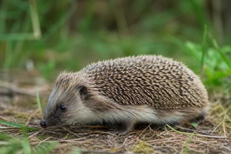 Image of a Amur Hedgehog in its natural habitat