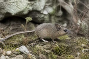 Image of a Ancash Leaf-eared Mouse in its natural habitat