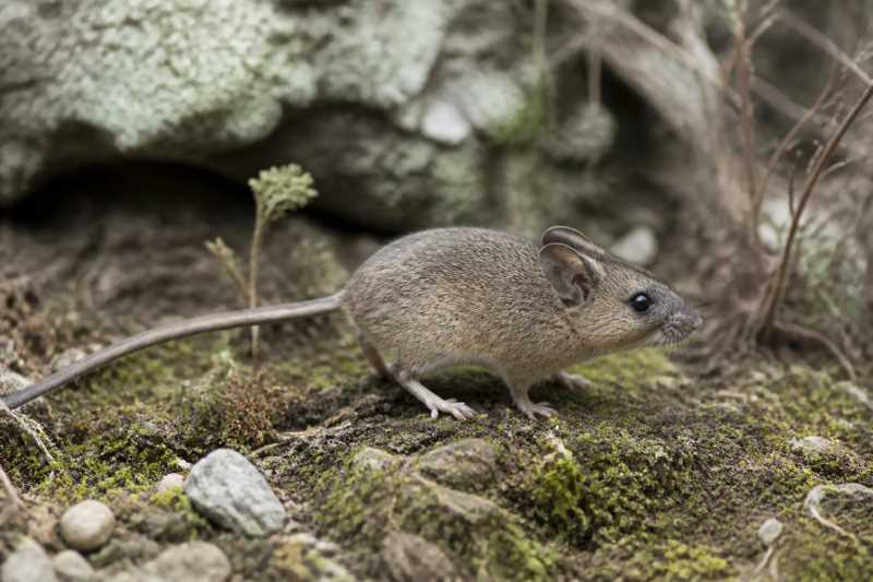 Image of a Ancash Leaf-eared Mouse in its natural habitat