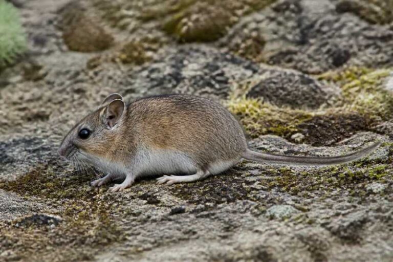 Image of a Andean Long-clawed Mouse in its natural habitat