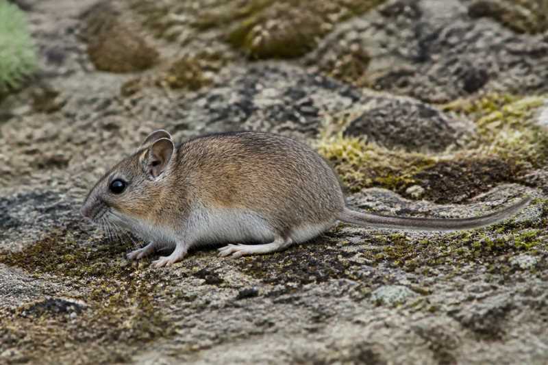 Image of a Andean Long-clawed Mouse in its natural habitat