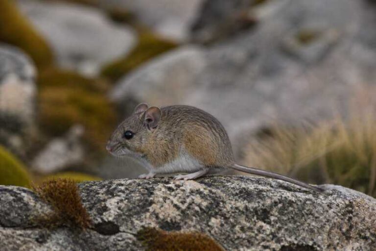 Image of a Andean Vesper Mouse in its natural habitat