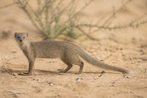 Image of a Angolan Slender Mongoose in its natural habitat