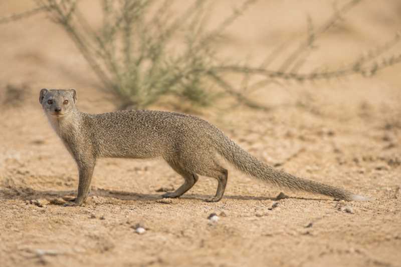 Image of a Angolan Slender Mongoose in its natural habitat