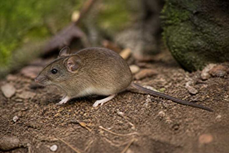 Image of a Anita's Leaf-eared Mouse in its natural habitat