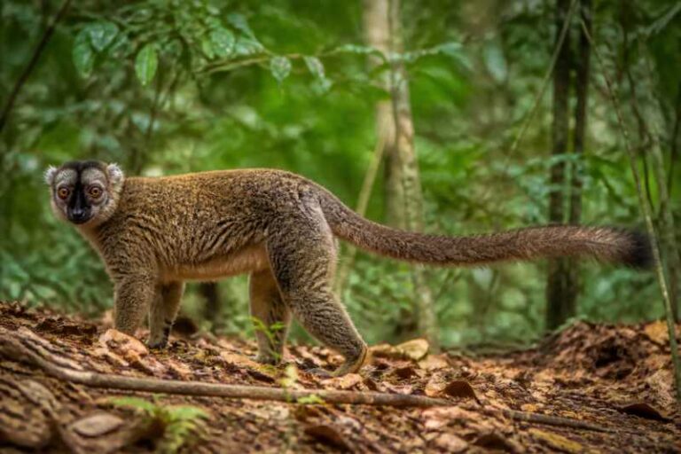Image of a Anjiamangirana Sportive Lemur in its natural habitat