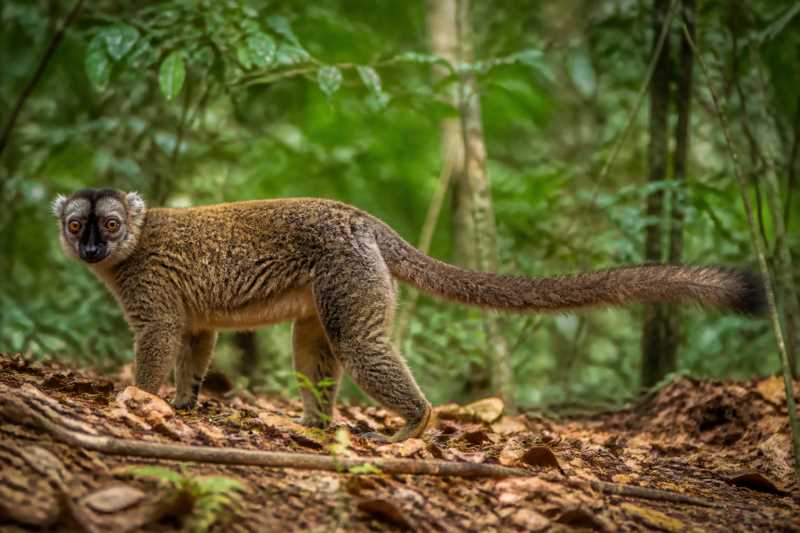 Image of a Anjiamangirana Sportive Lemur in its natural habitat