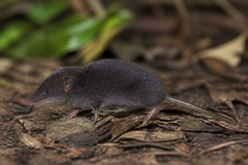Image of a Annamite White-toothed Shrew in its natural habitat