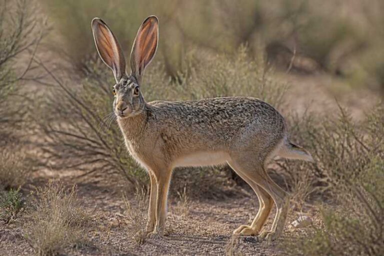 Image of a Antelope Jackrabbit in its natural habitat