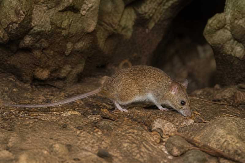 Image of a Antillean Cave Rat in its natural habitat