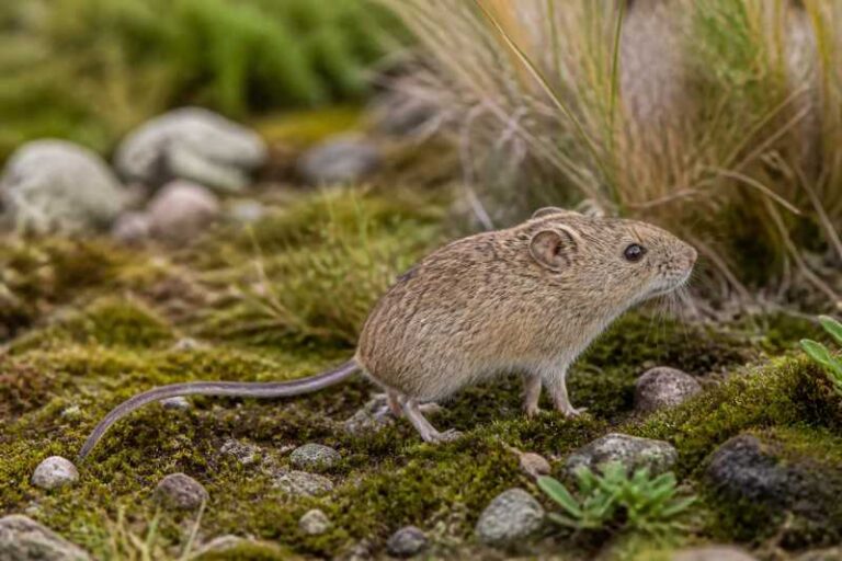Image of a Antonio Brack's Oldfield Mouse in its natural habitat